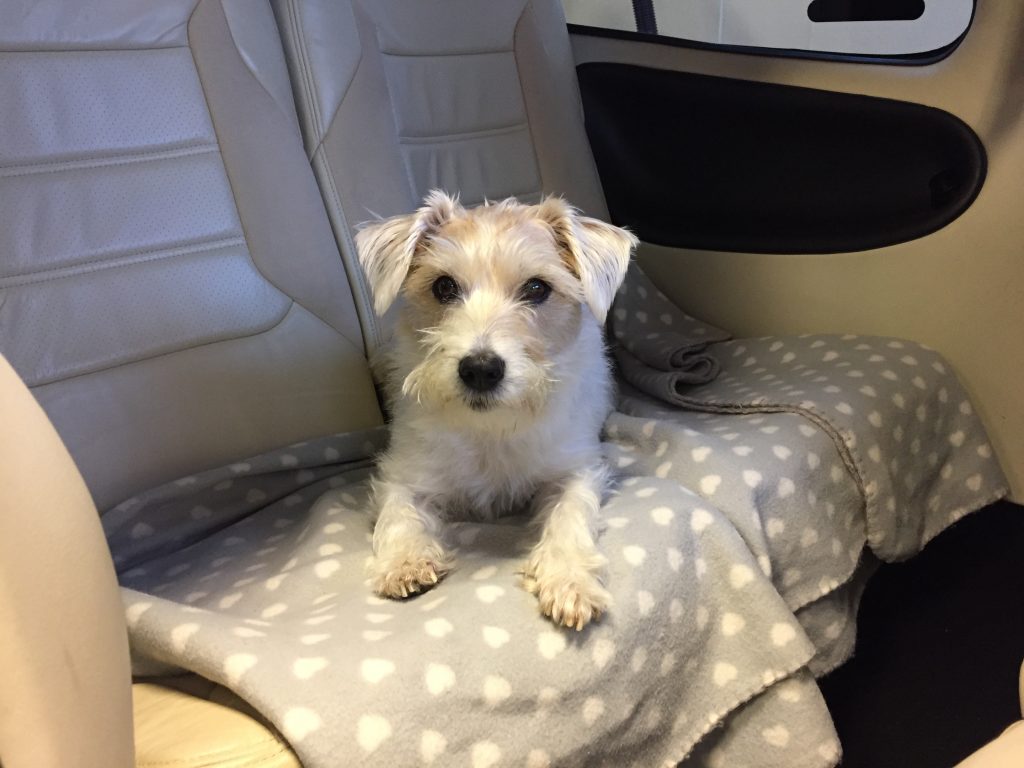 Privatjet mieten mit Hund – Wie funktionieren Tierreisen?