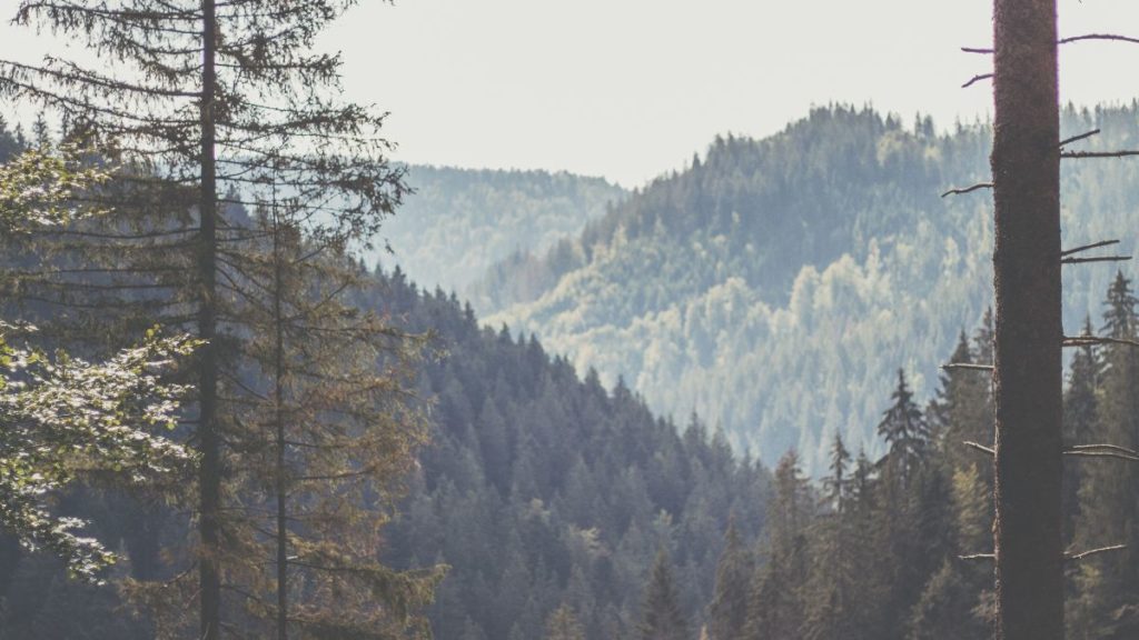 The top 5 most beautiful regions of The Black Forest