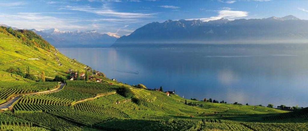 A vineyard view in Lausanne, near Lake Geneva