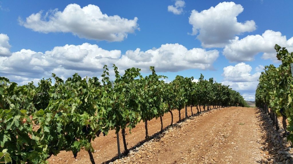 Vineyards in Rioja region