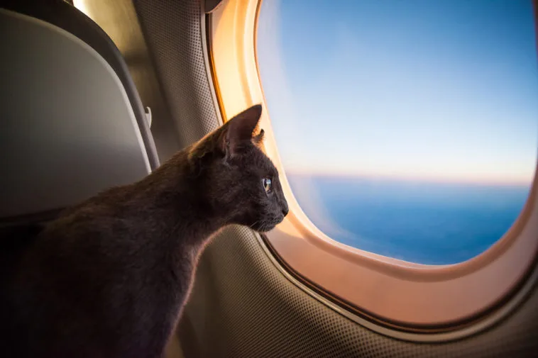 Cat flying in a private jet 