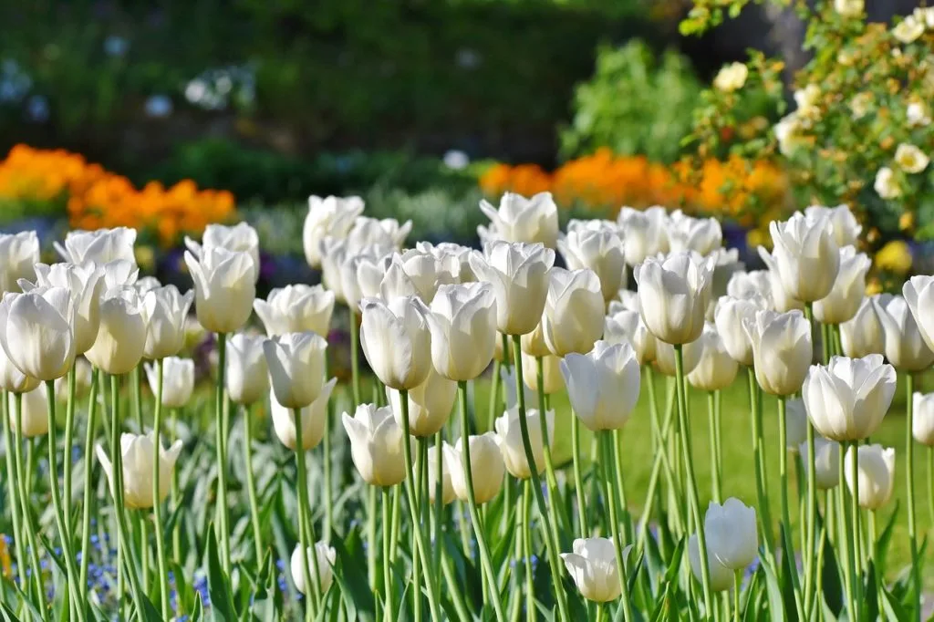 weiße Tulpen in den Niederlanden