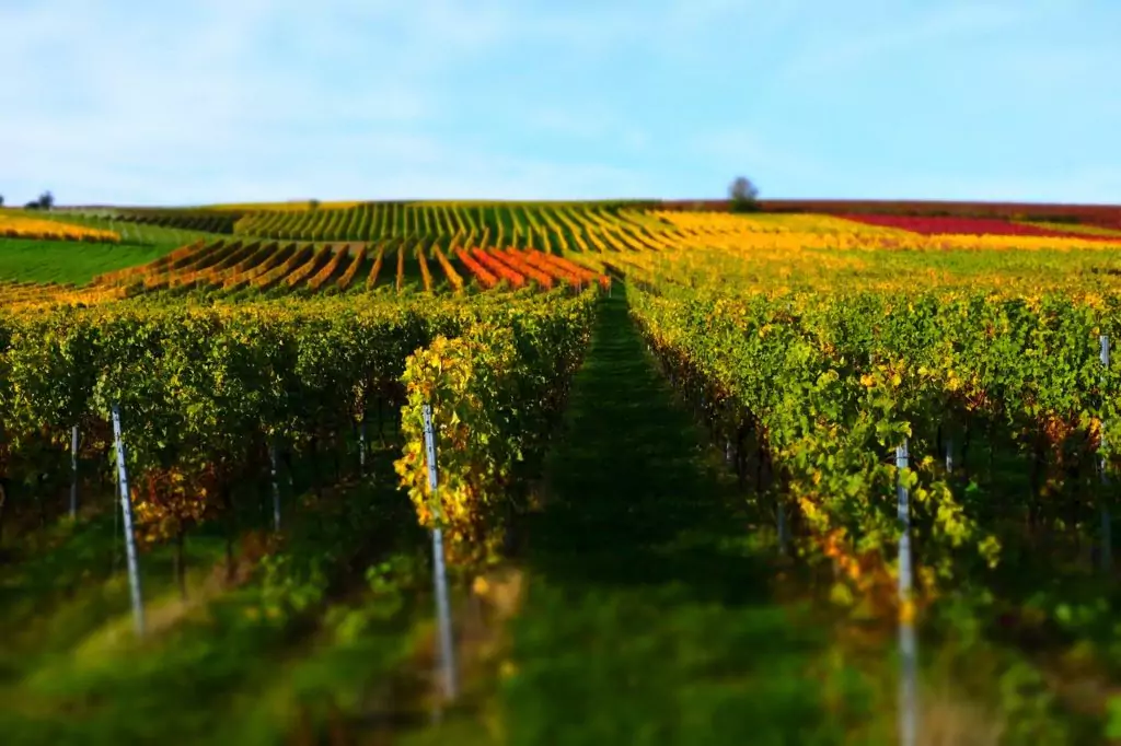 Wine areas Rheinhessen, Germany